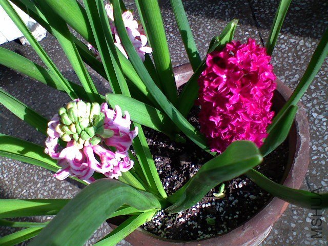 DSC00128.JPG