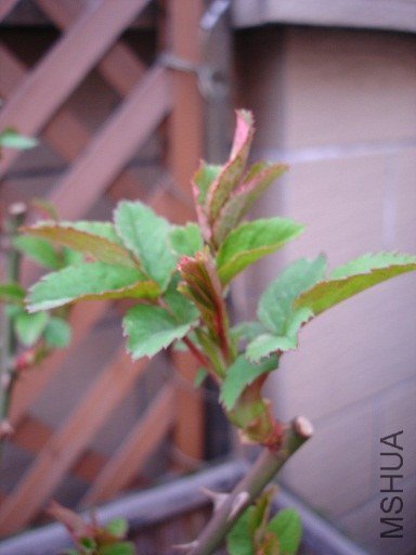 DSC01202.JPG