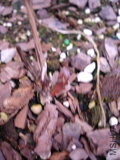 DSC01185.JPG