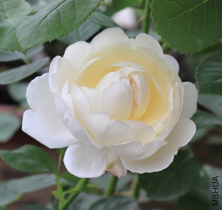 ����ķ˹�Ǳ�2 12345xm.JPG