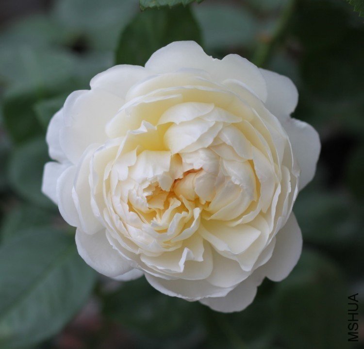 ����ķ˹�Ǳ�3 12345xm.jpg