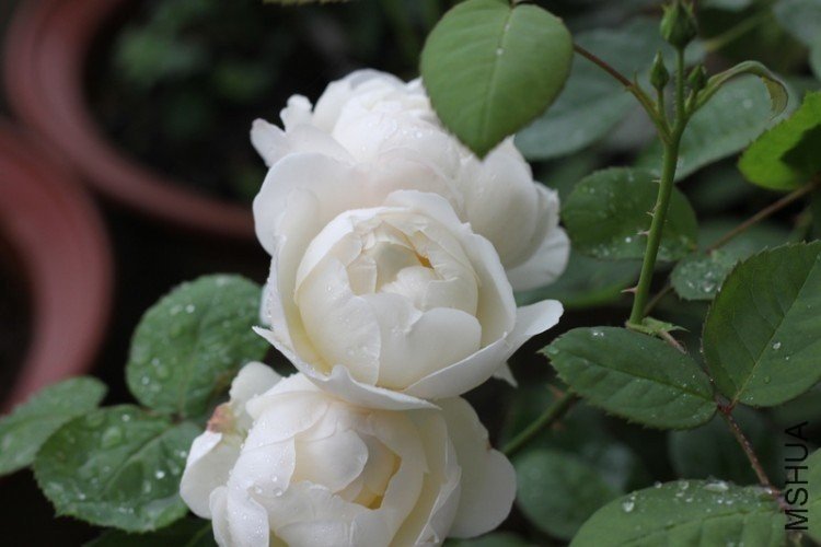 ����ķ˹�Ǳ�4 12345xm.JPG