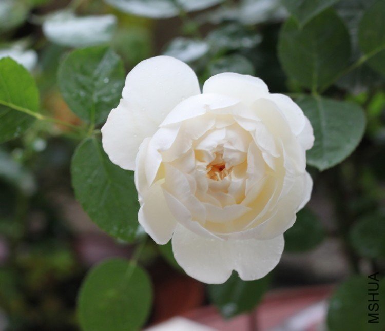 ����ķ˹�Ǳ�5 12345xm.jpg