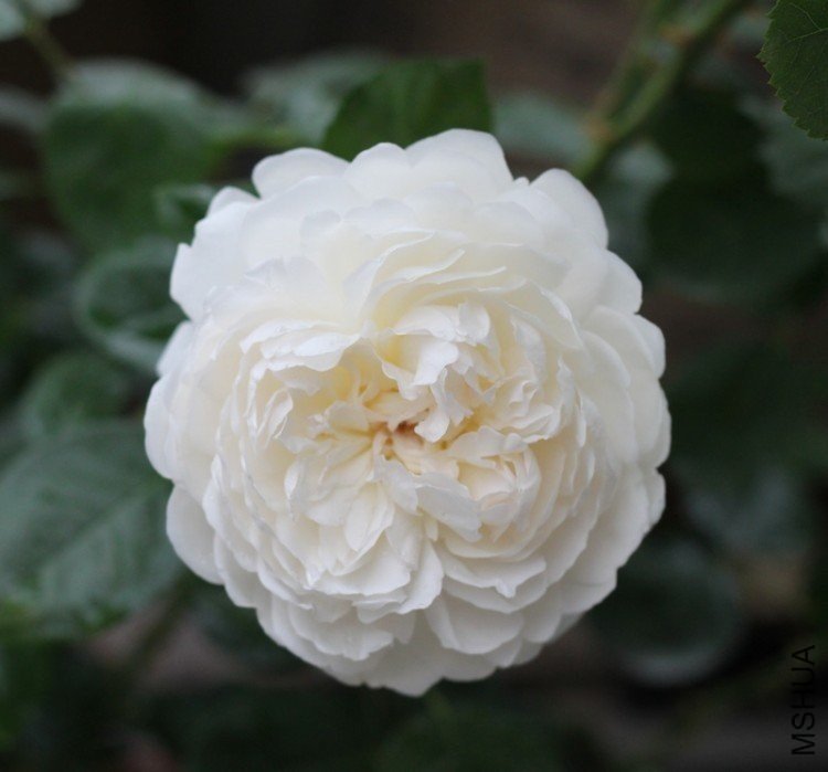 ����ķ˹�Ǳ�6 12345xm.jpg