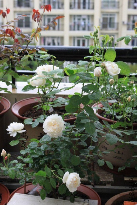 ����ķ˹�Ǳ�7 12345xm.JPG