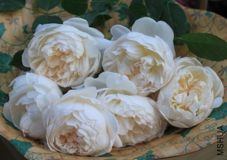 ����ķ˹�Ǳ�8 12345xm.jpg