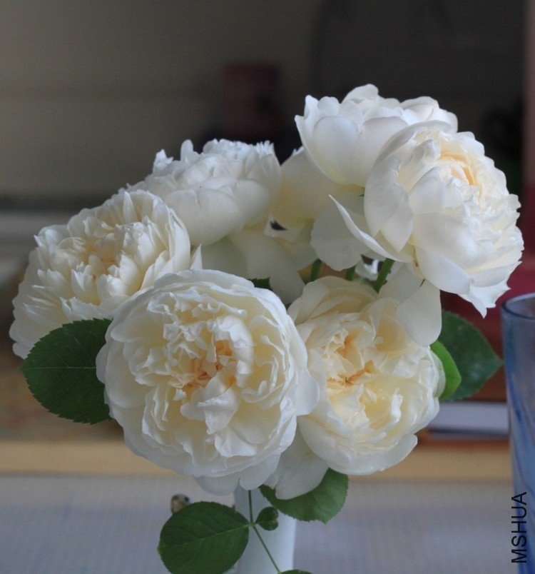 ����ķ˹�Ǳ�9 12345xm.jpg