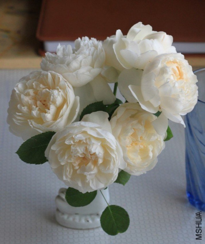 ����ķ˹�Ǳ�10 12345xm.jpg