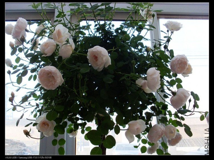 ����ķ˹�Ǳ�13�����£�of xie61681926.jpg