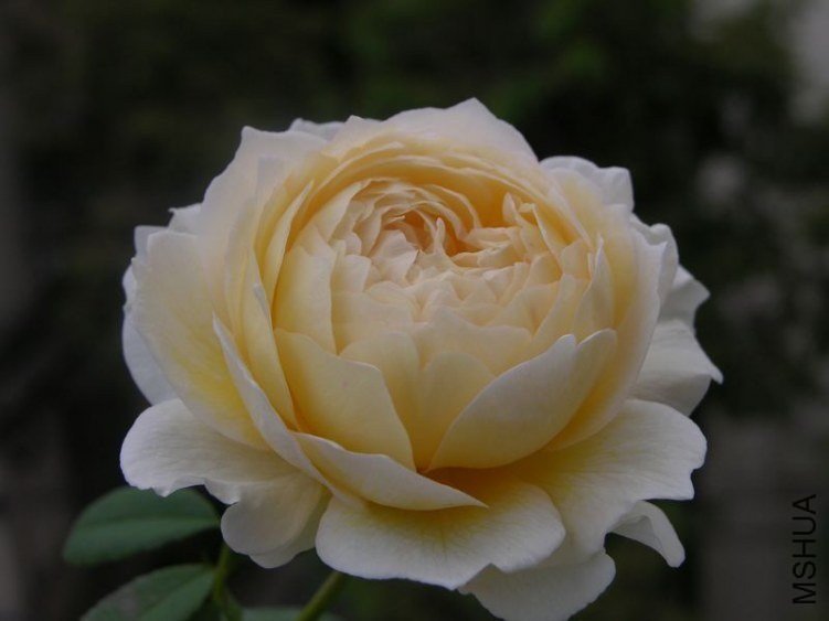 ��������˹͡17 of ��ͩ��ѩ.jpg