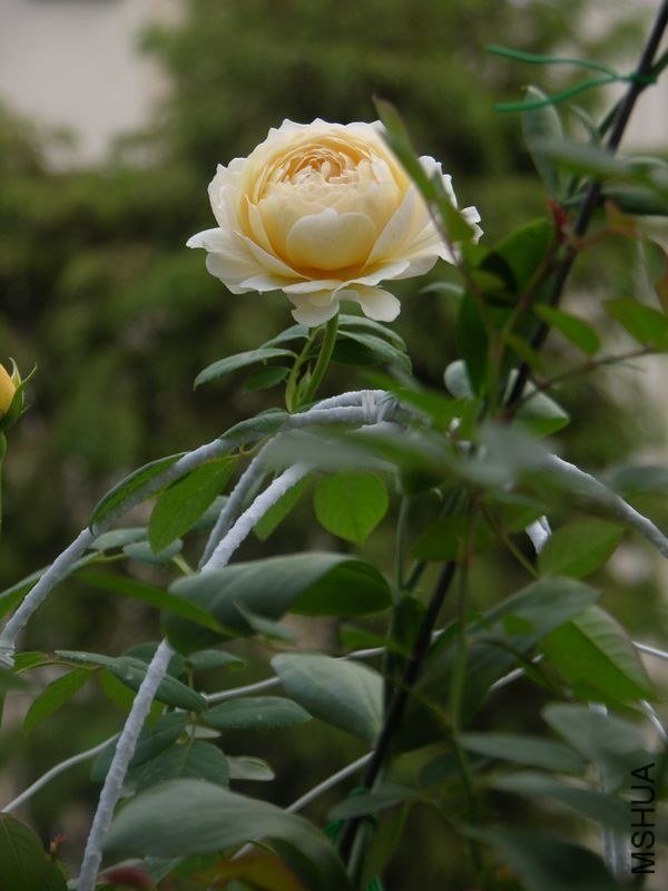 ��������˹͡16 of ��ͩ��ѩ.jpg