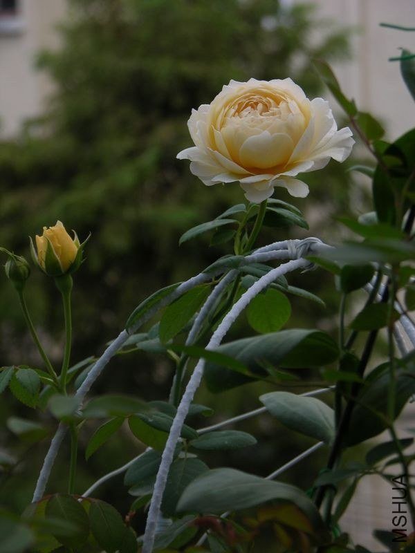 ��������˹͡15 of ��ͩ��ѩ.jpg