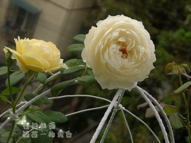 ��������˹͡13 of ��ͩ��ѩ.jpg