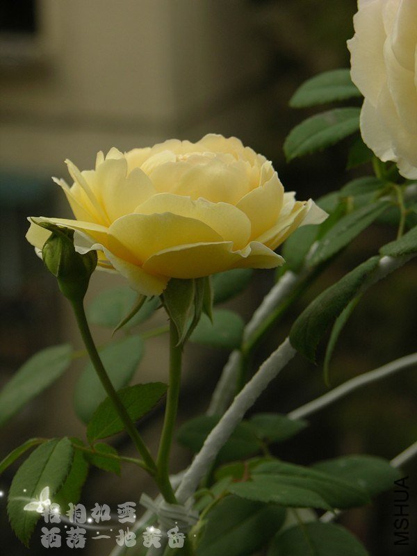 ��������˹͡12 of ��ͩ��ѩ.jpg