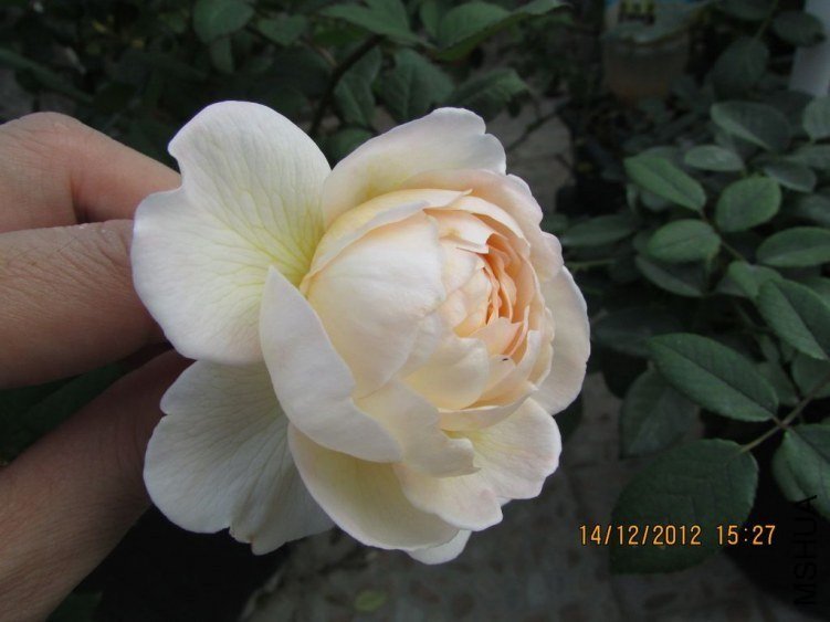 ��������˹͡11 of ������ʯ.jpg