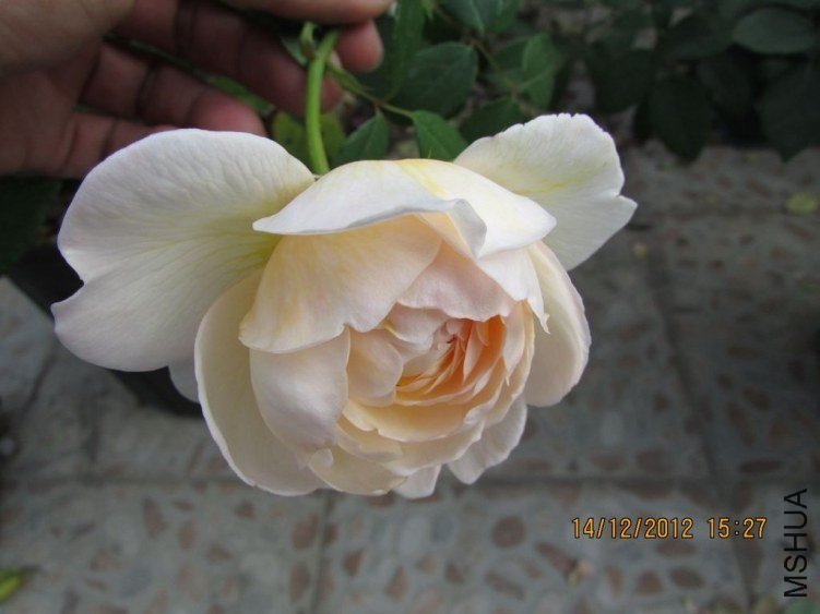 ��������˹͡10 of ������ʯ.jpg