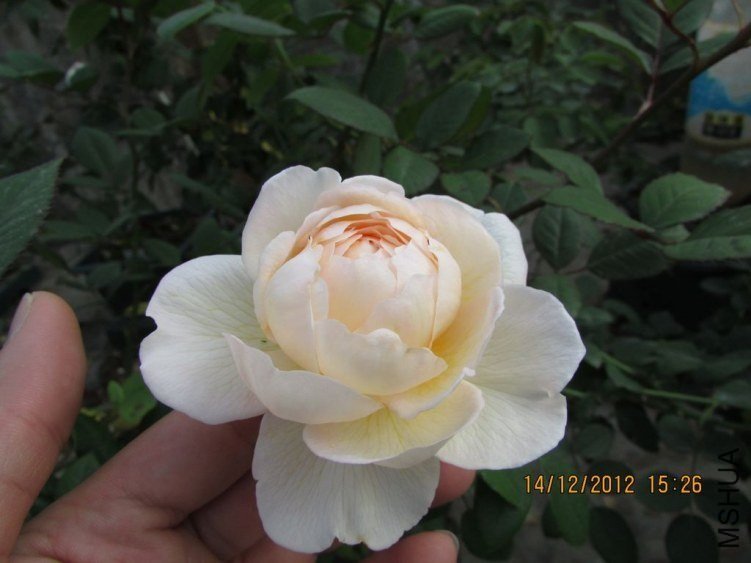 ��������˹͡9 of ������ʯ.jpg