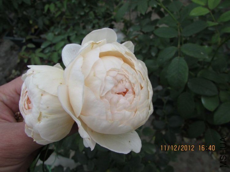 ��������˹͡8 of ������ʯ.jpg