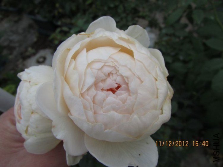 ��������˹͡7 of ������ʯ.jpg