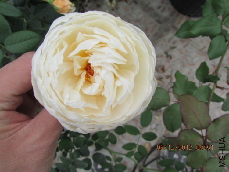 ��������˹͡6 of ������ʯ.jpg