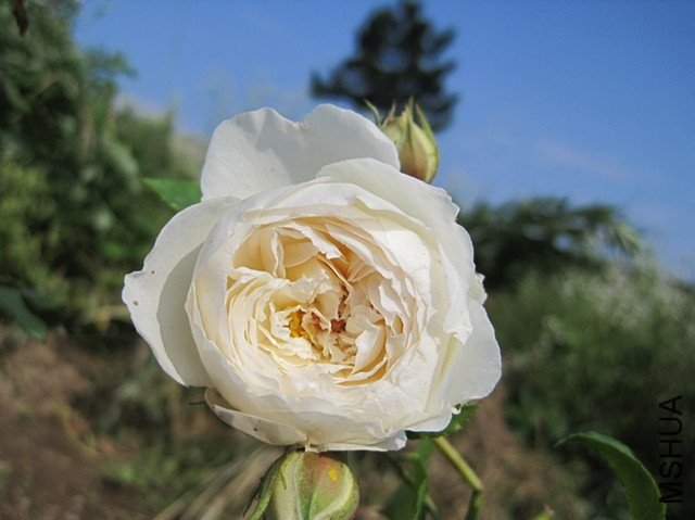 ��������˹͡5 of ������Ǻ.jpg