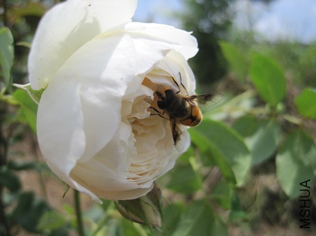 ��������˹͡4 of ������Ǻ.jpg