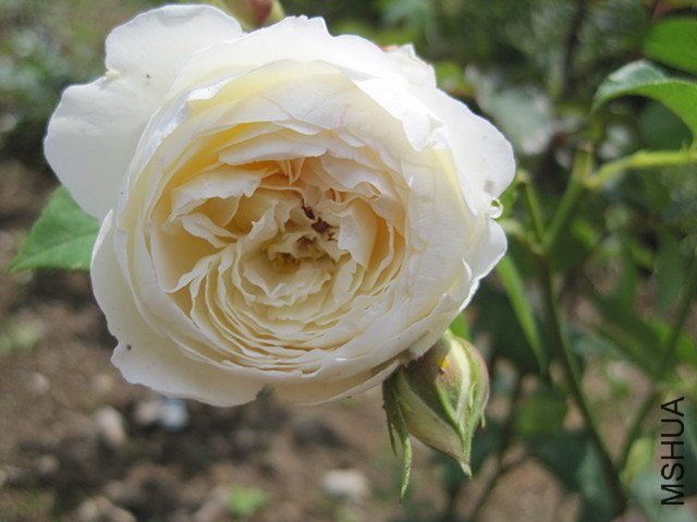 ��������˹͡3 of ������Ǻ.jpg