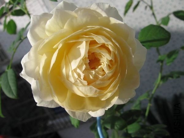 ��������˹͡2 of ygm222.jpg