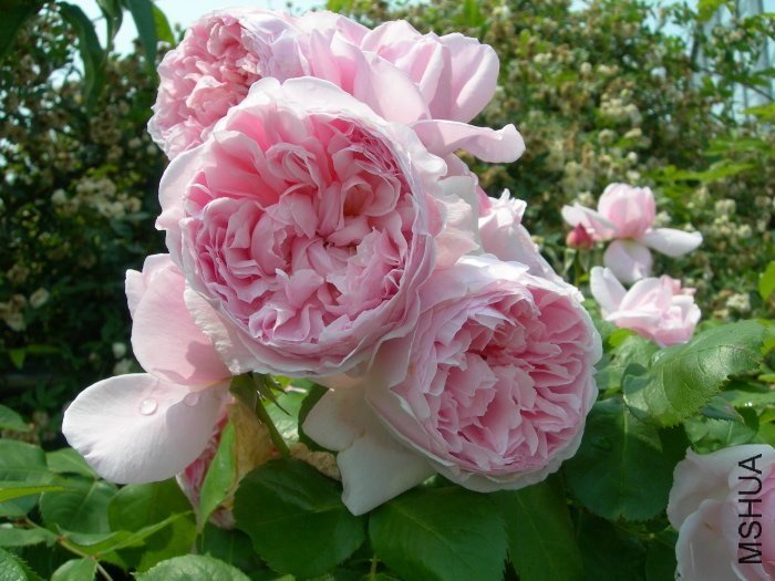 ��ɪ��Ī��3 of Rosarian.jpg