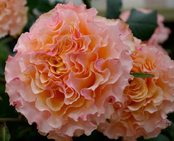 ����������ɫ1 of ����.jpg