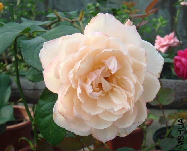 ������԰��1 of ��ͷ .jpg