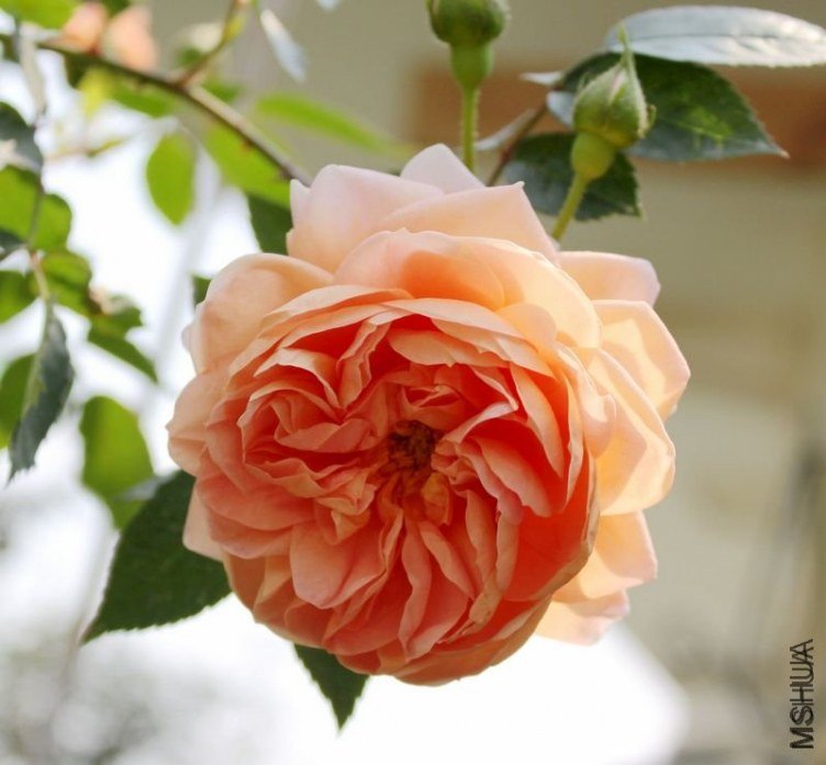 ������15 of 12345xm.jpg