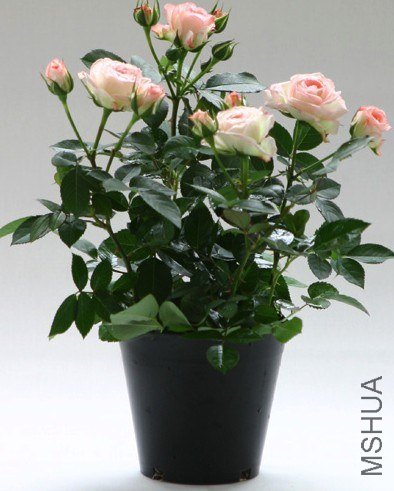 �ɰ��ࣨLovery More��1.jpg