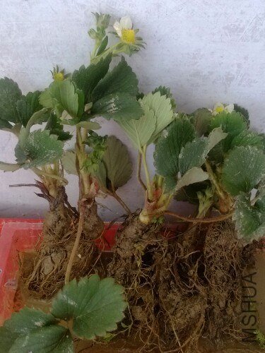 IMG20130303150056.jpg
