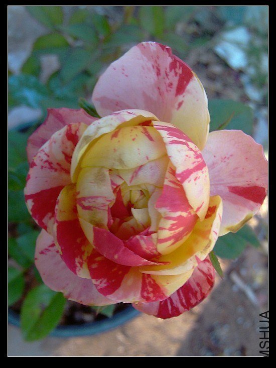 ���ɶ�2 of ѩçһ��.jpg