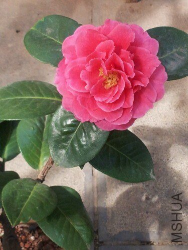 IMG20130303175518.jpg