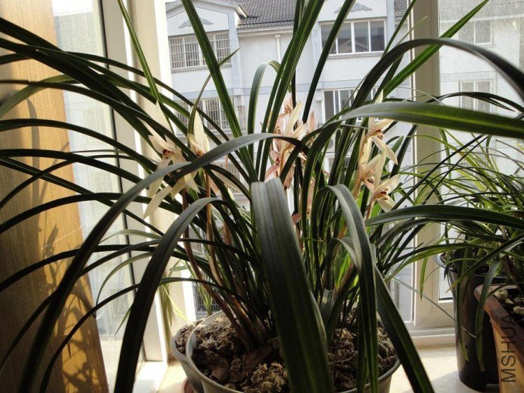 һ����ѩ������ζ�ܺ�