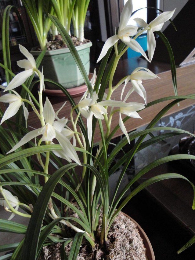 �����Ĵ�ѩ�أ���ζ�Ե�