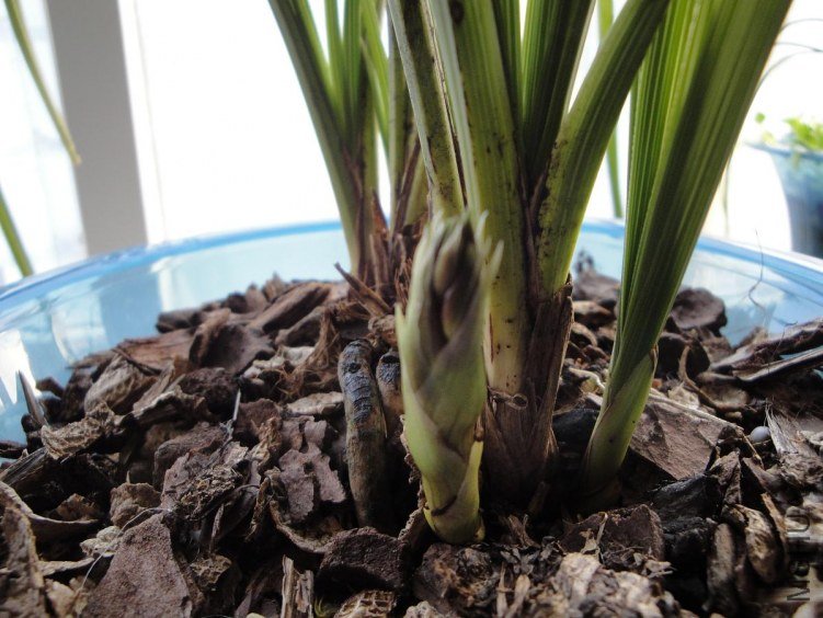 һ�ó�ޥ����ʼ����