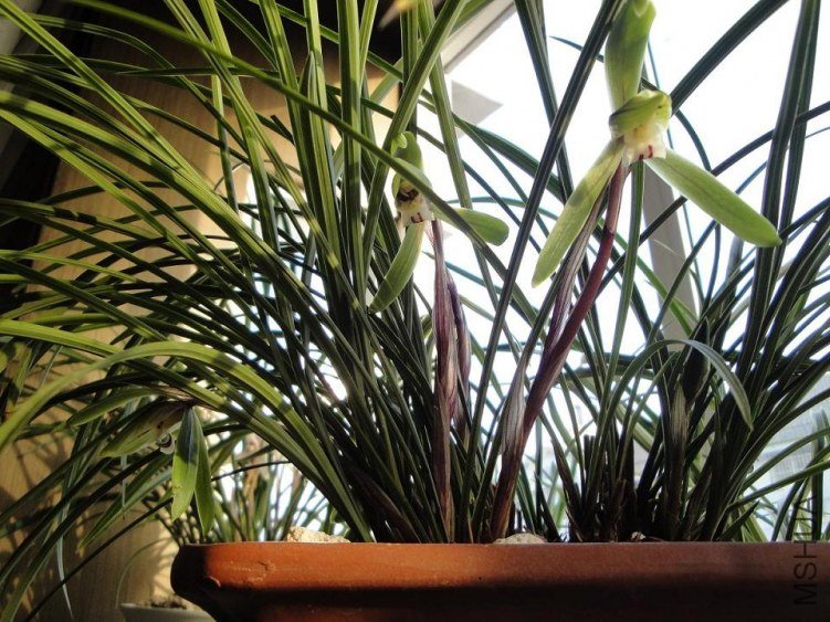 �����ղݣ�������������ζ�ܴ�