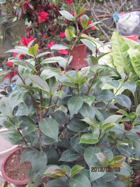 IMG_5086.jpg