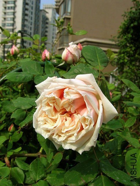 ���ֵ���ҫ1 of Yifei1406.JPG