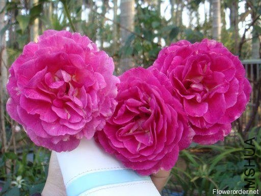 ��ɫ����Outta The Blue.jpg