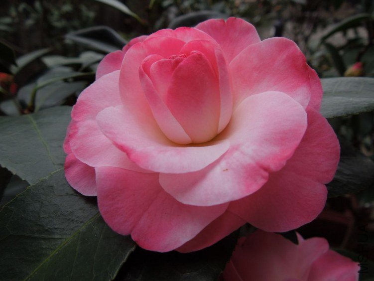 DSCN3013.JPG
