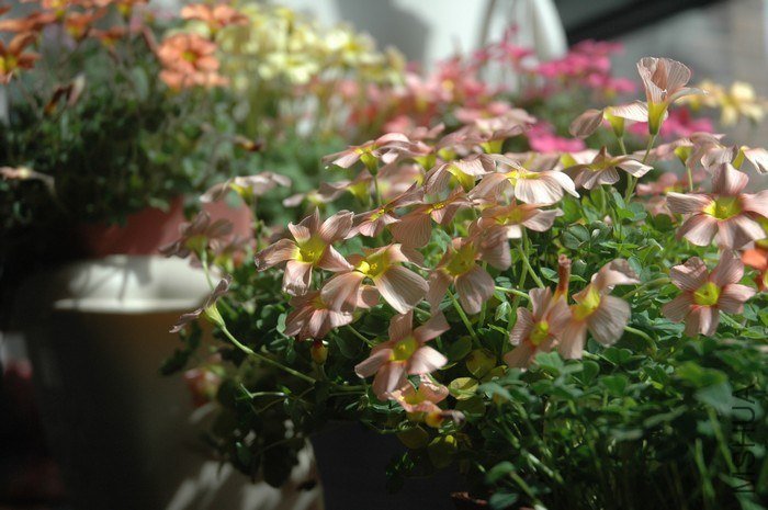 nEO_IMG_DSC_9396.jpg