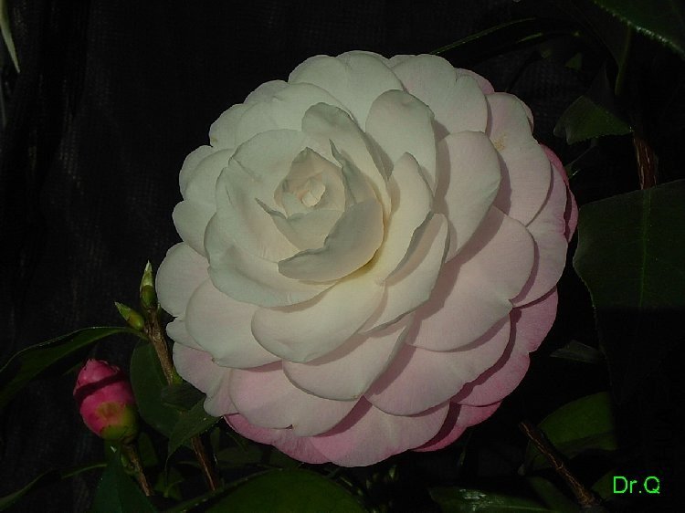 B5.JPG