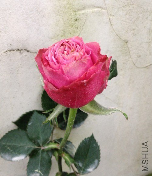 ��������Ӱ����������