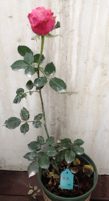 �����ܾö���������ӣ�Ӧ�ú��Ϳ���