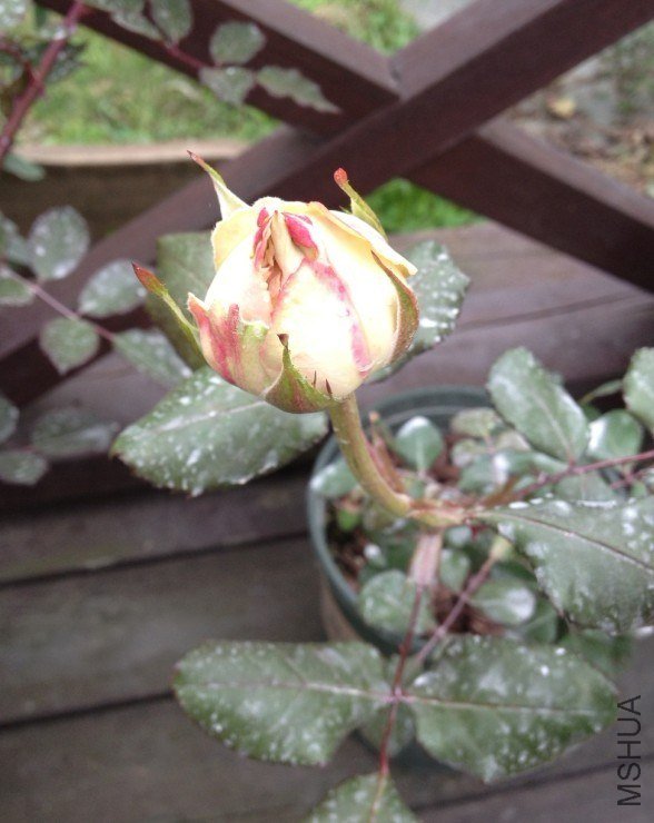 �������η��ˡ�