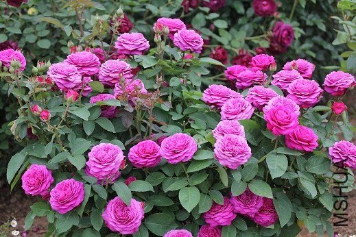 ���ٿ�³ķõ��8 of ivanovic.jpg